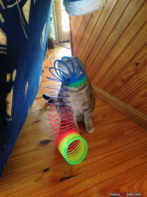 Ok I Need Help Human
