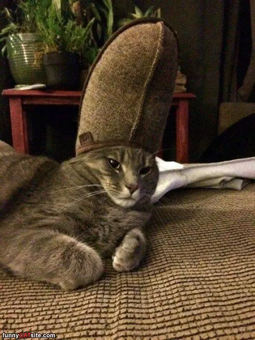 My Wild Hat