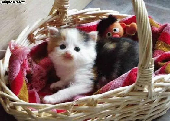 Kitten In A Basket