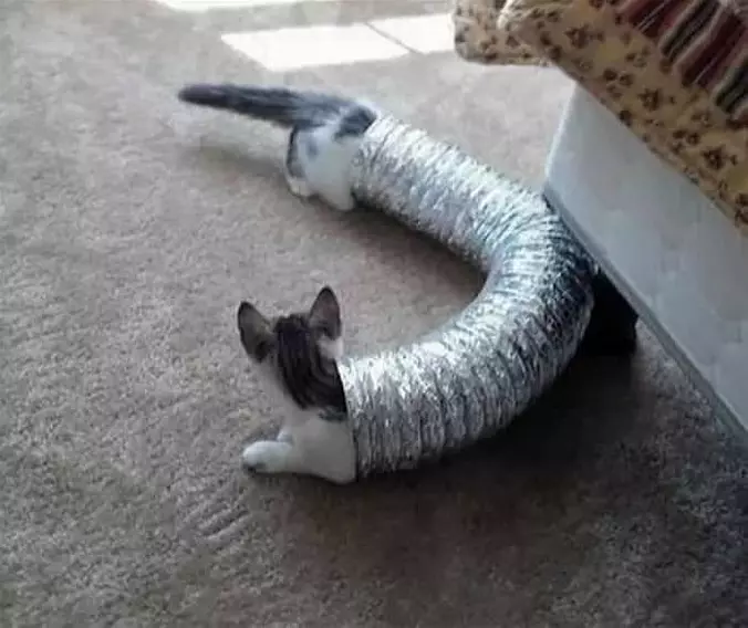 A Really Long Cat