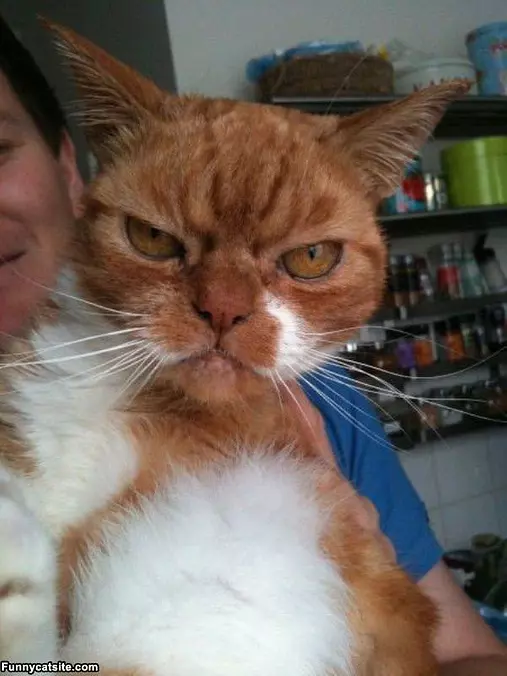 One Mad Cat