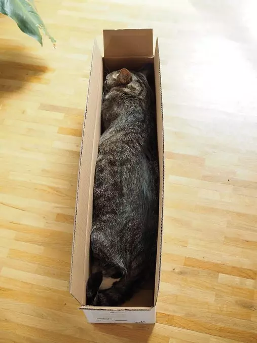 This Is Where I Will Nap