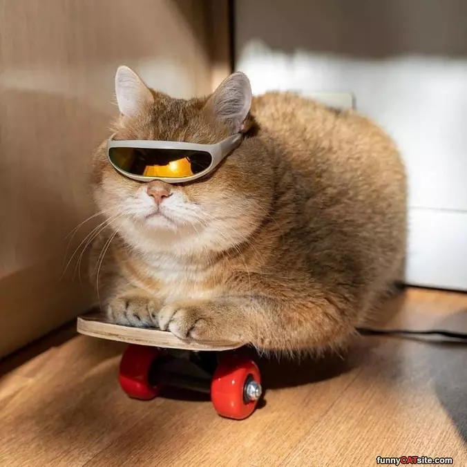 Skater Cat Is Cool