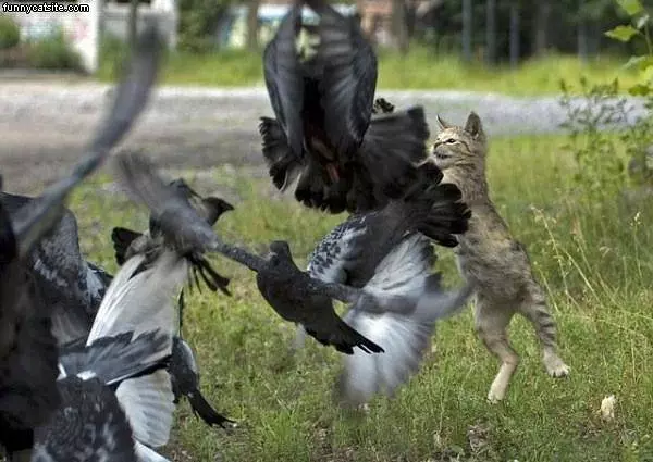 Bird Attacker
