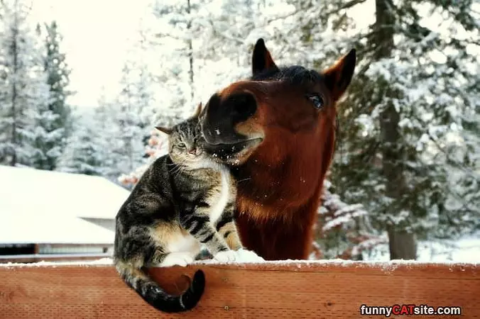Stop Kissing Me