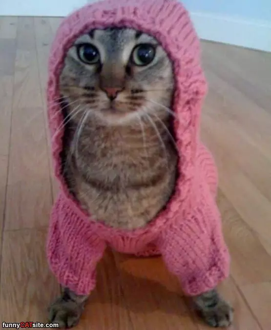 My Cat Sweater