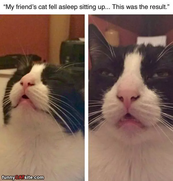 Fell Asleep