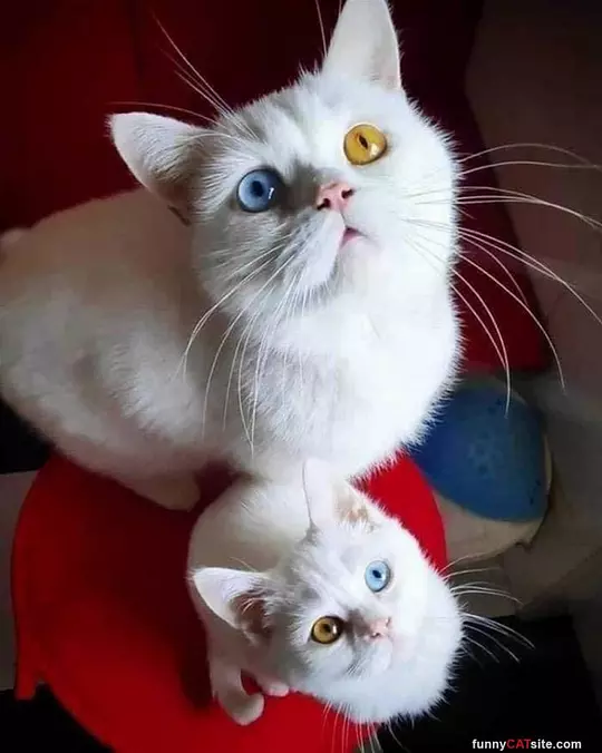 Double Trouble