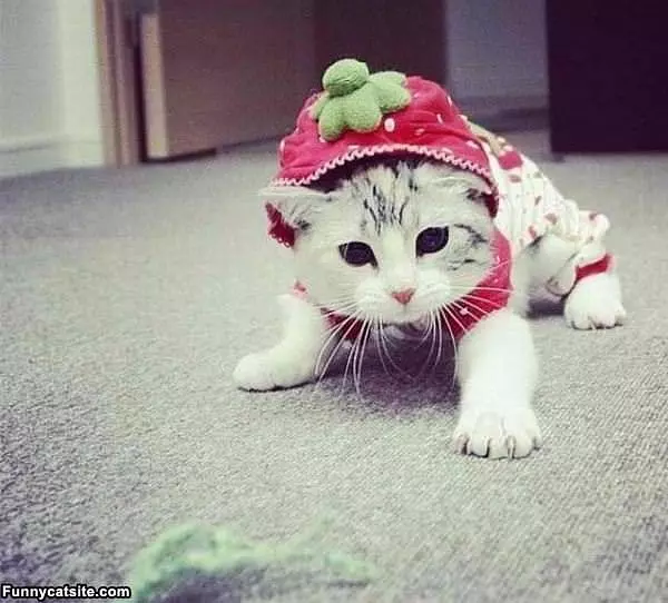 Got My Cat Costume