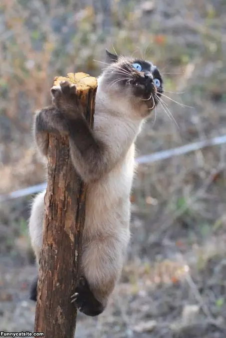 Cant Climb Higher