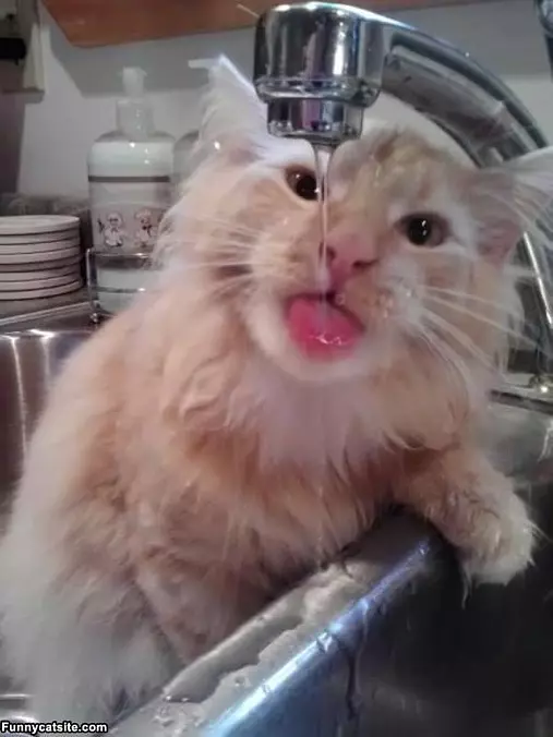 Sip Sip Sip