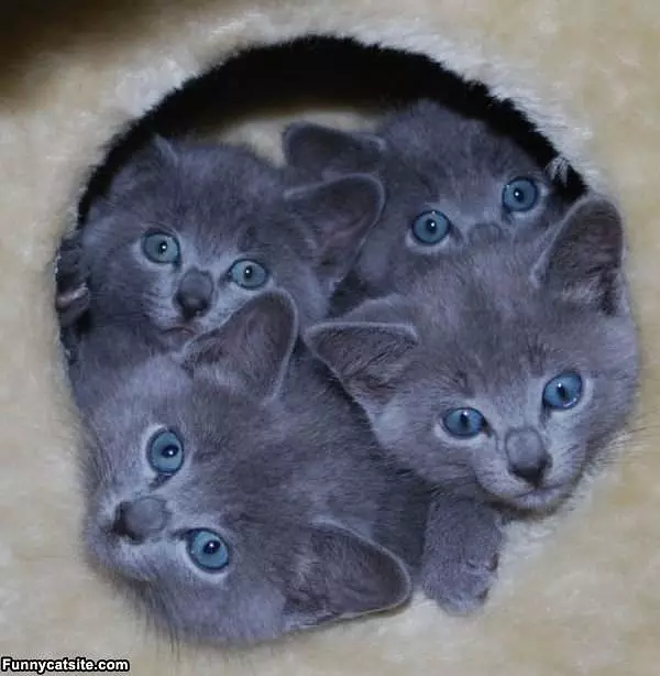 Lots Of Cats