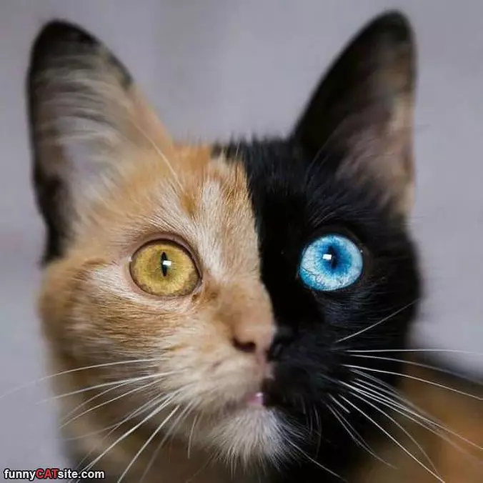 Half And Half