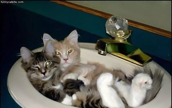 Sink Of Cats