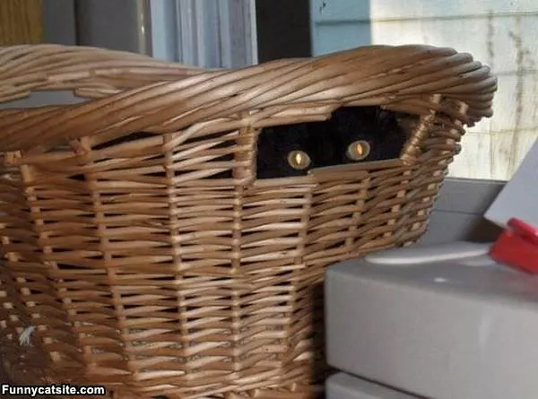My Laser Cat Eyes
