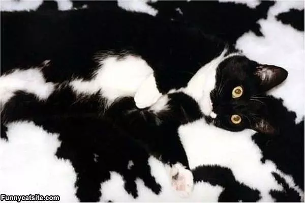 All Blended In Cat