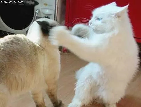 Cat Slap