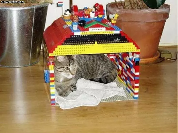 Cat House
