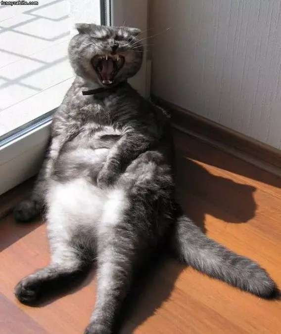 Rarrrrrrrrrrrr