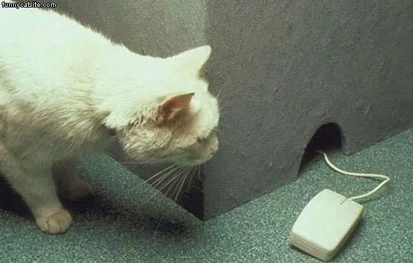 Cat And Mouse