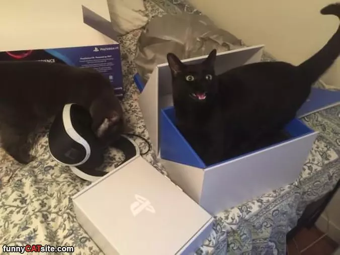 Sitting In A Box