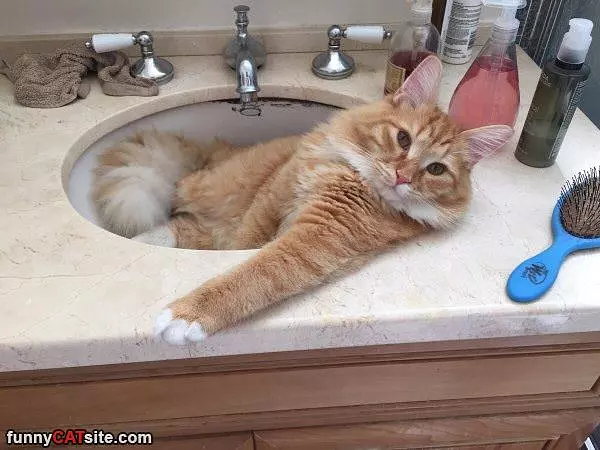 In The Sink