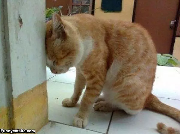 Itchy Head
