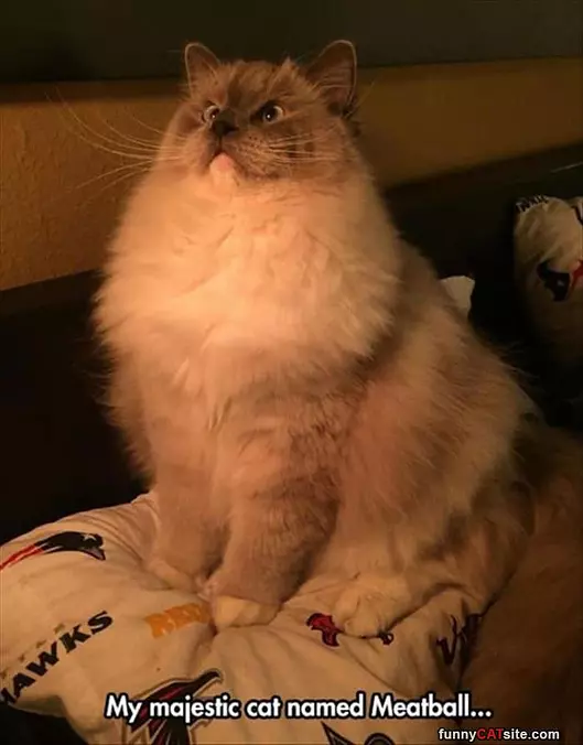 Meatball The Cat