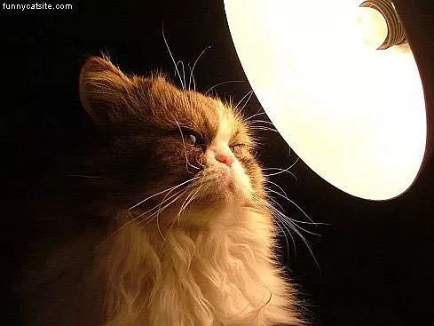 Funny Face Cat
