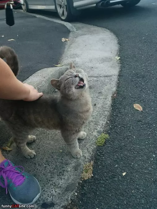 Pet Me Human