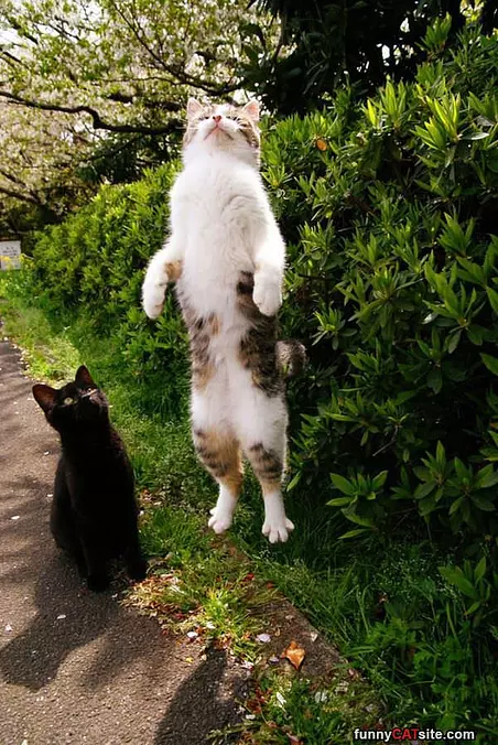 Jump Up Jump Up