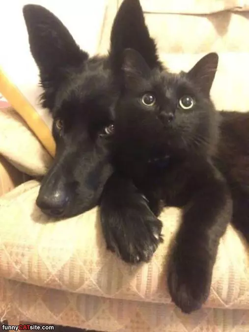 Brothers From Other Mothers