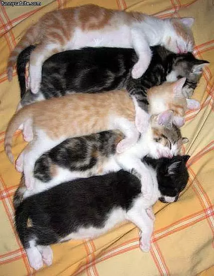 Sleep  In Numbers