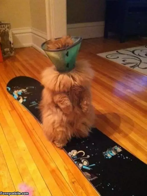 Cone Cat
