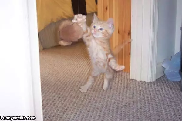 Must Attack
