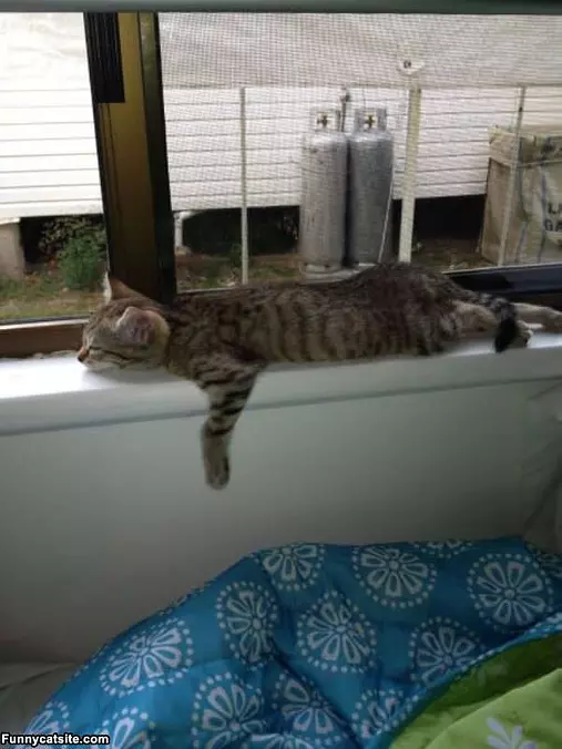 I Lay Where I Wants