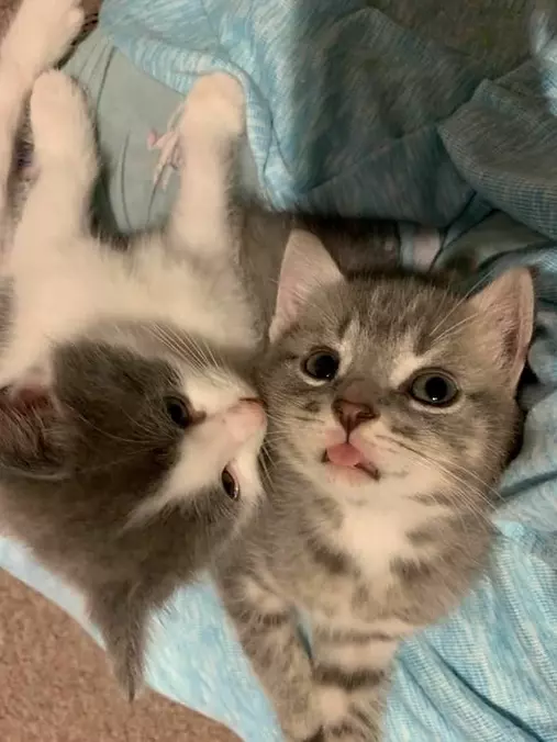 Give Me A Kiss