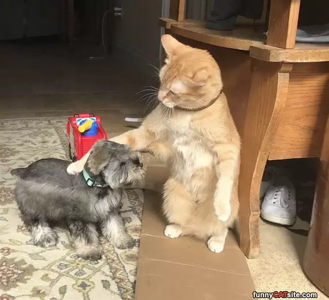 Hey There Little Buddy