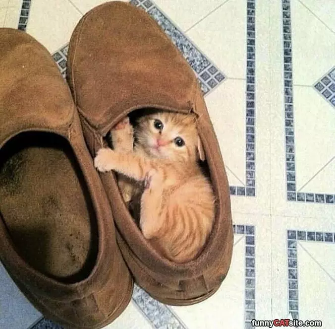 In My Shoe