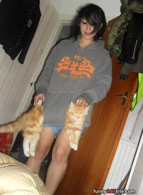Pocket Cat