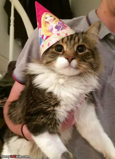 I Has A Nice Hat
