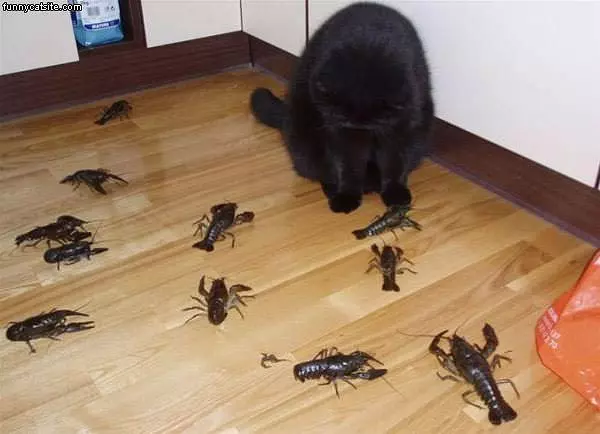 Cornered