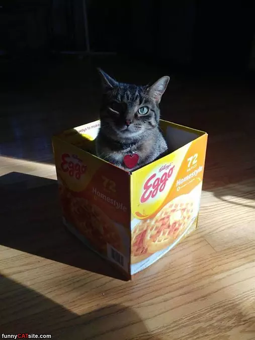 Eggo Cat