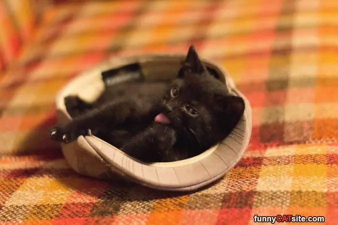 The Cat In The Hat