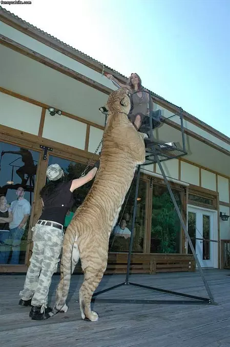 Nice Little Kitty