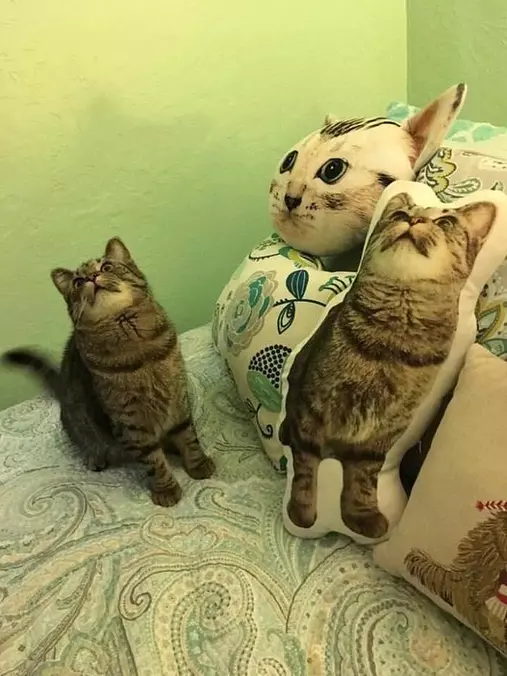 Do You Think This Is Funny