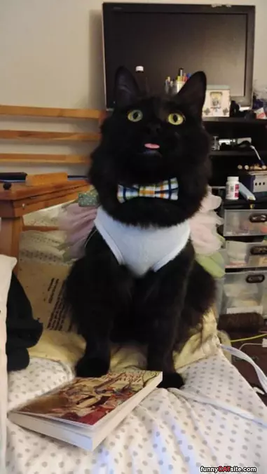 Dressed Up Super Classy