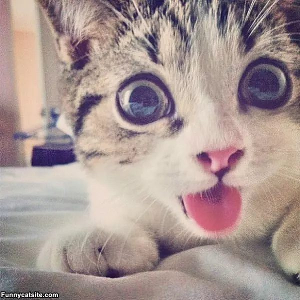 Did You Say Tuna