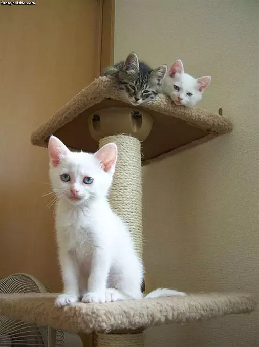 Cat Post