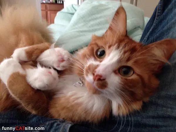 Morning Stretch